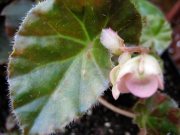 B. ‘Bessie Buxton’